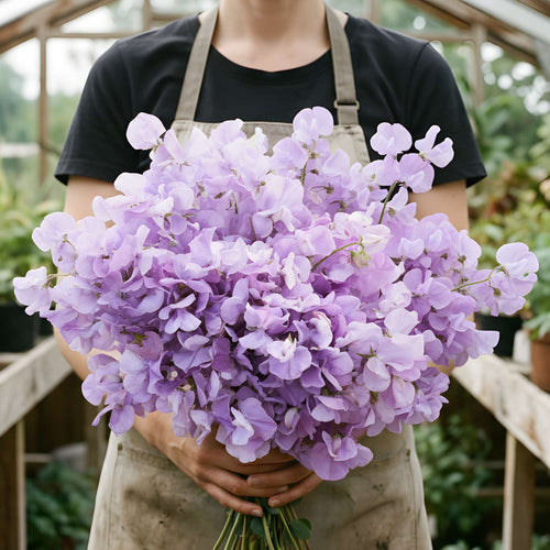 Abends duftende Blumen für laue Sommernächte